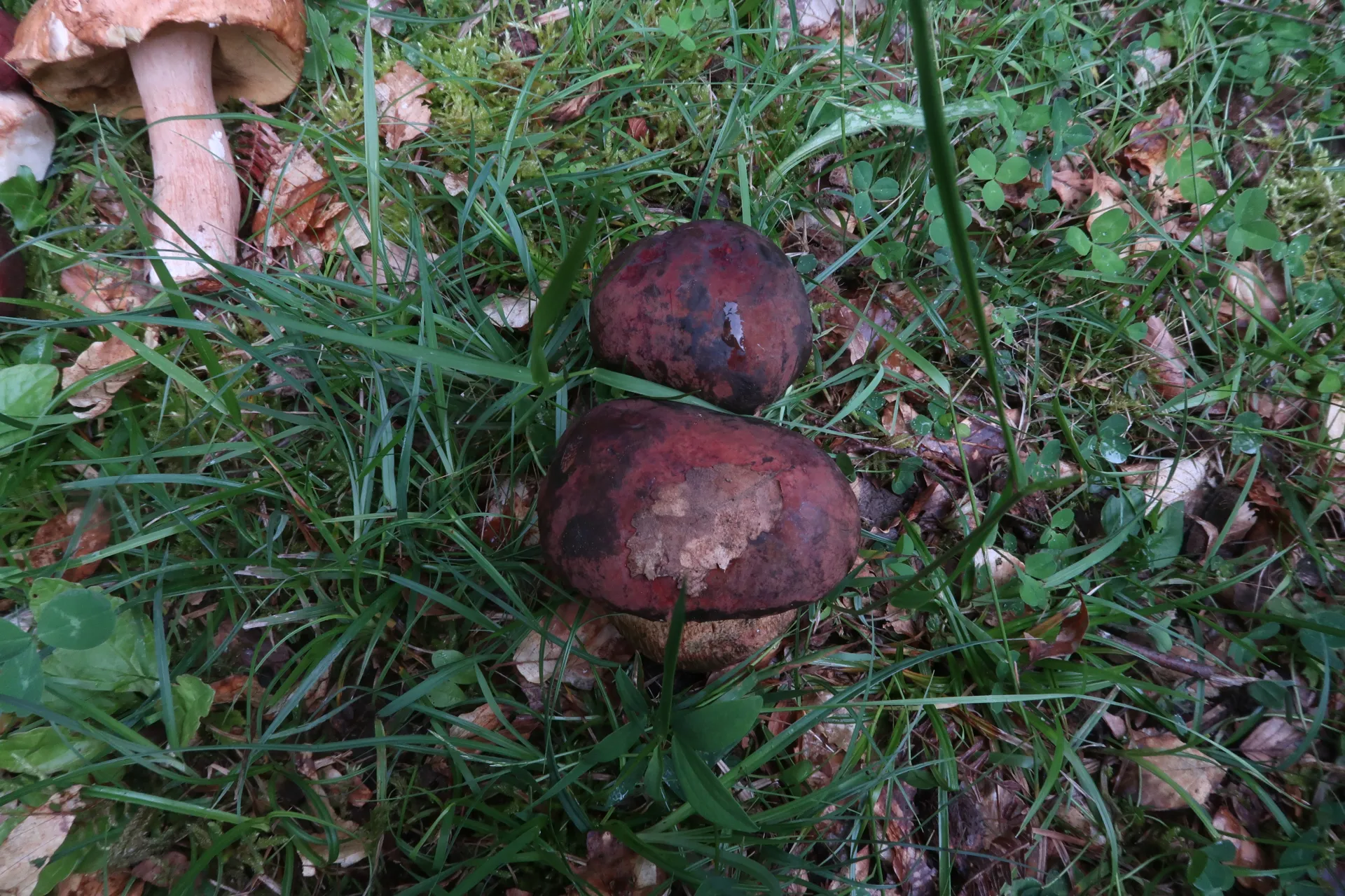 Suillellus queletii - 1 - IMG_7135